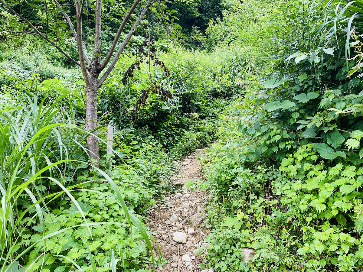 荒島岳（百名山）