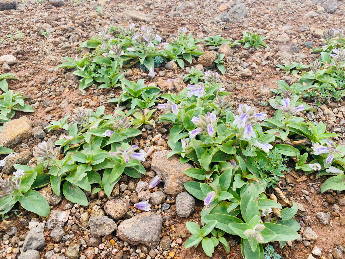 百名山・雌阿寒岳（北海道）日帰り登山日記