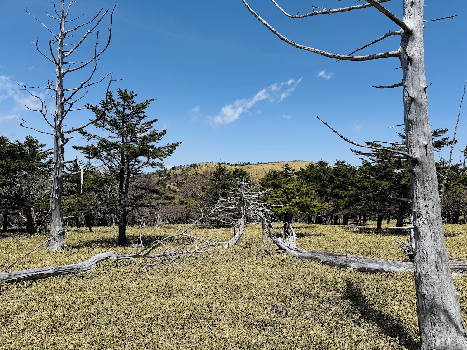 百名山・大台ヶ原(日出ヶ岳)日帰り登山日記