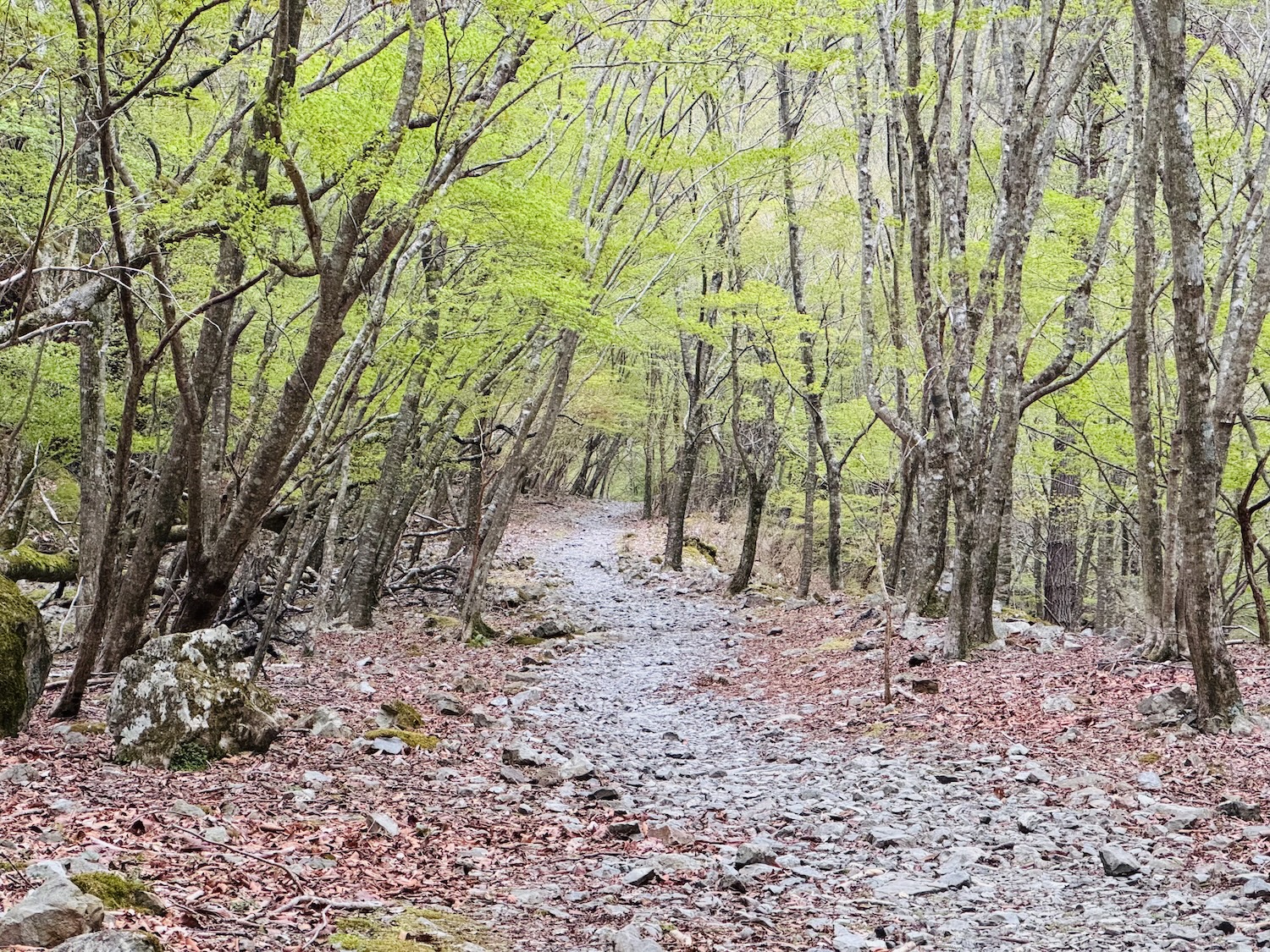 百名山・大峰山(八経ヶ岳)日帰り登山日記