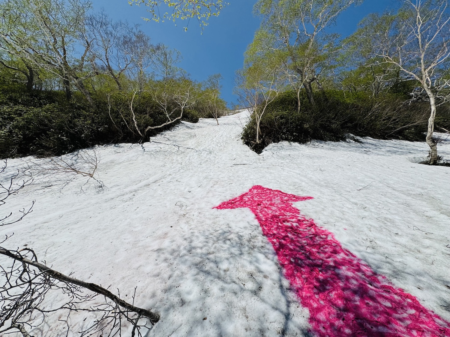 トムラウシ短縮コース日帰り登山日記