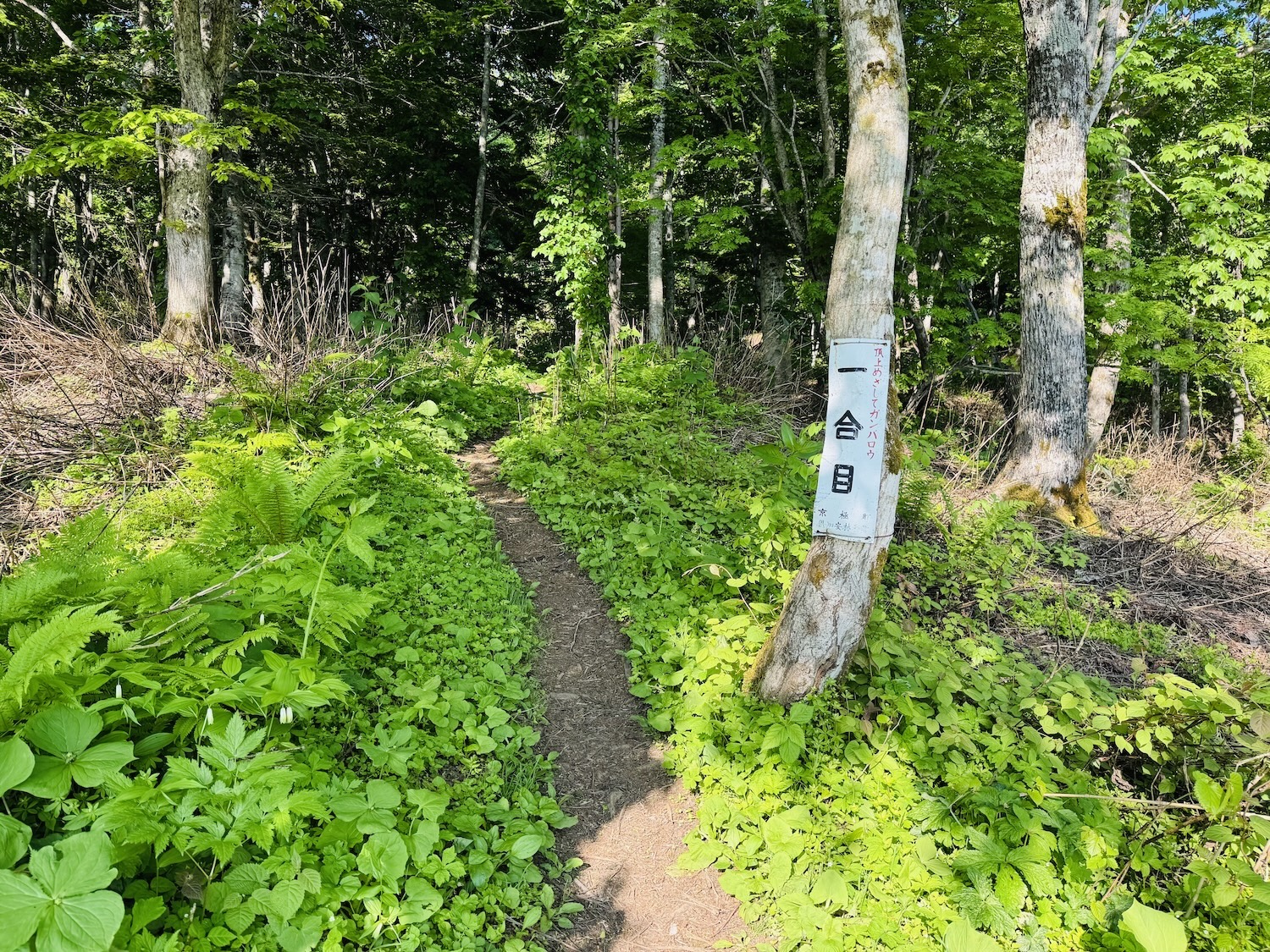 羊蹄山日帰り登山日記(登山道)