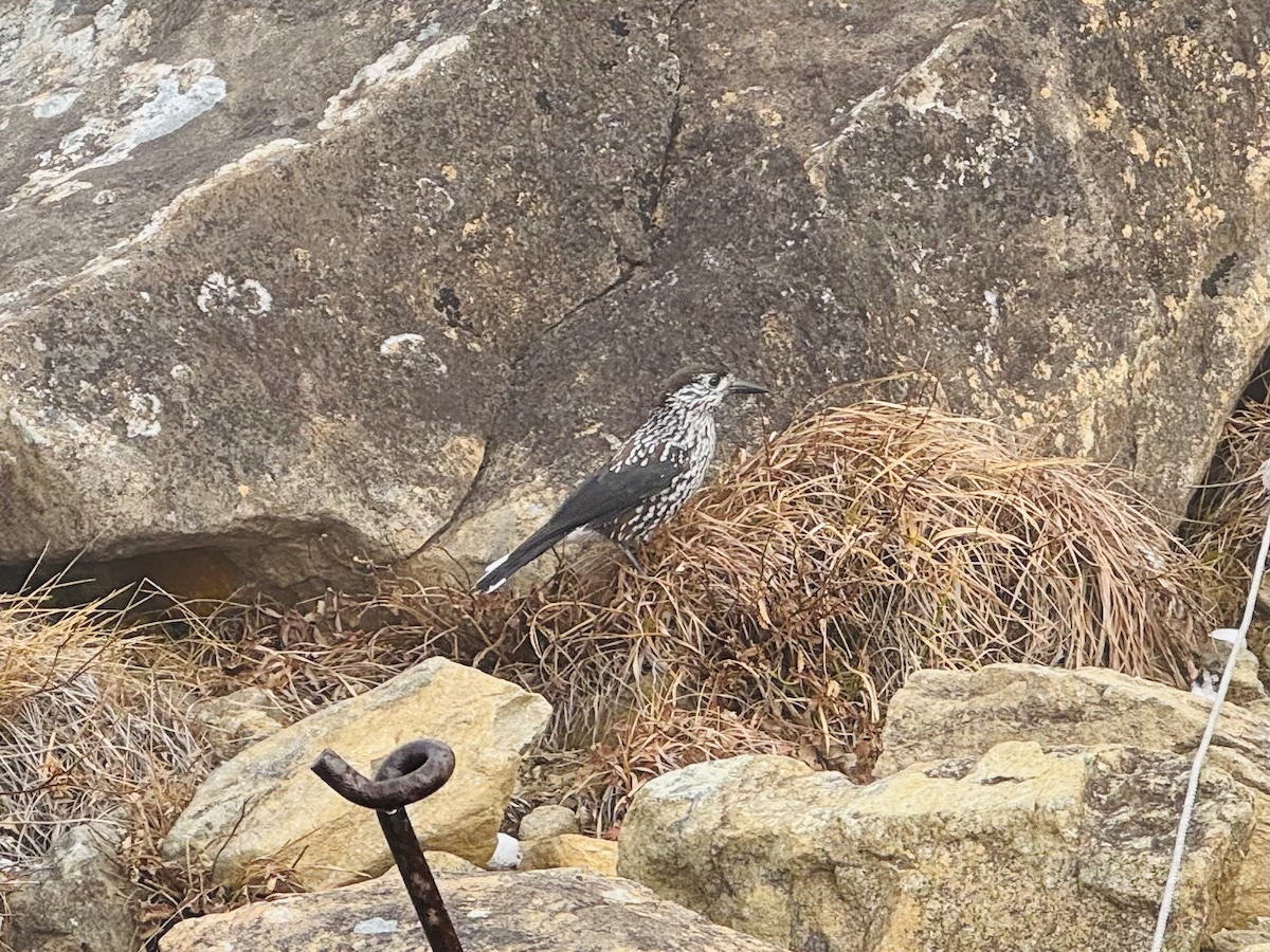 百名山・早池峰山の日帰り登山日記